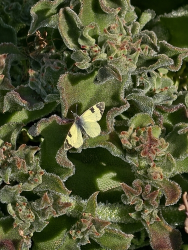 Photo of Greenish Black-tip (Elphinstonia charlonia)
