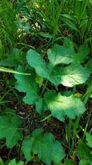 Heracleum sphondylium sibiricum