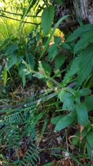 Silene latifolia alba