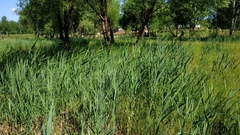 Phragmites australis
