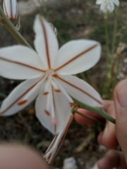 Asphodelus fistulosus