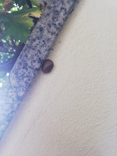 Cornu aspersum
