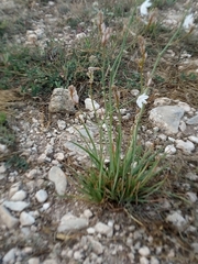 Asphodelus fistulosus