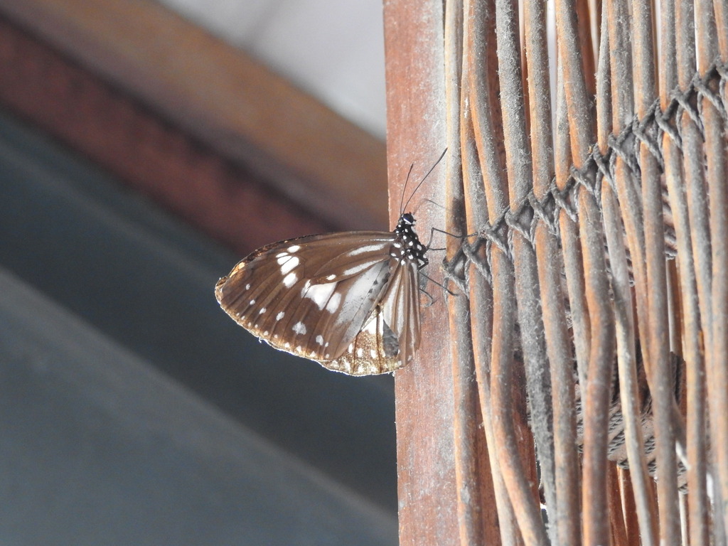 Euploea hewitsonii (Euploea hewitsonii)