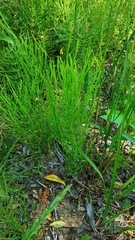 Equisetum arvense