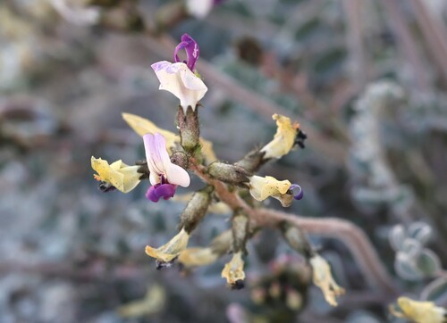 Tidestrom's milkvetch (Astragalus tidestromii)