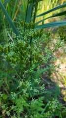 Anthriscus sylvestris