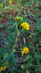 Medicago falcata