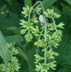 Veratrum viride eschscholtzianum