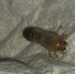 Popillia japonica