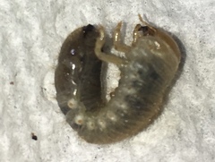 Popillia japonica
