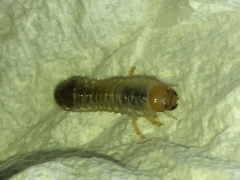 Popillia japonica