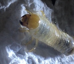 Popillia japonica