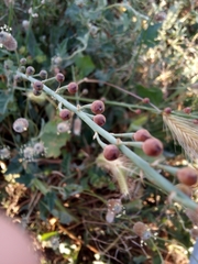 Asphodelus fistulosus