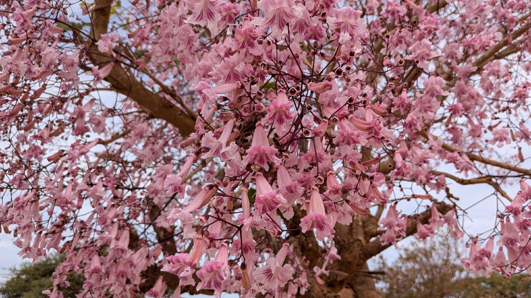 Pink-Jacaranda (Stereospermum kunthianum)