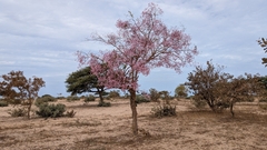 Stereospermum kunthianum, photograph (c) Philipp, some rights reserved (CC BY)