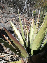 Agave quiotepecensis
