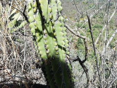 Stenocereus treleasei