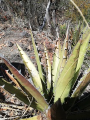 Agave quiotepecensis