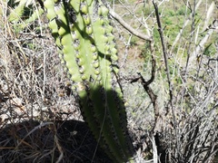 Stenocereus treleasei