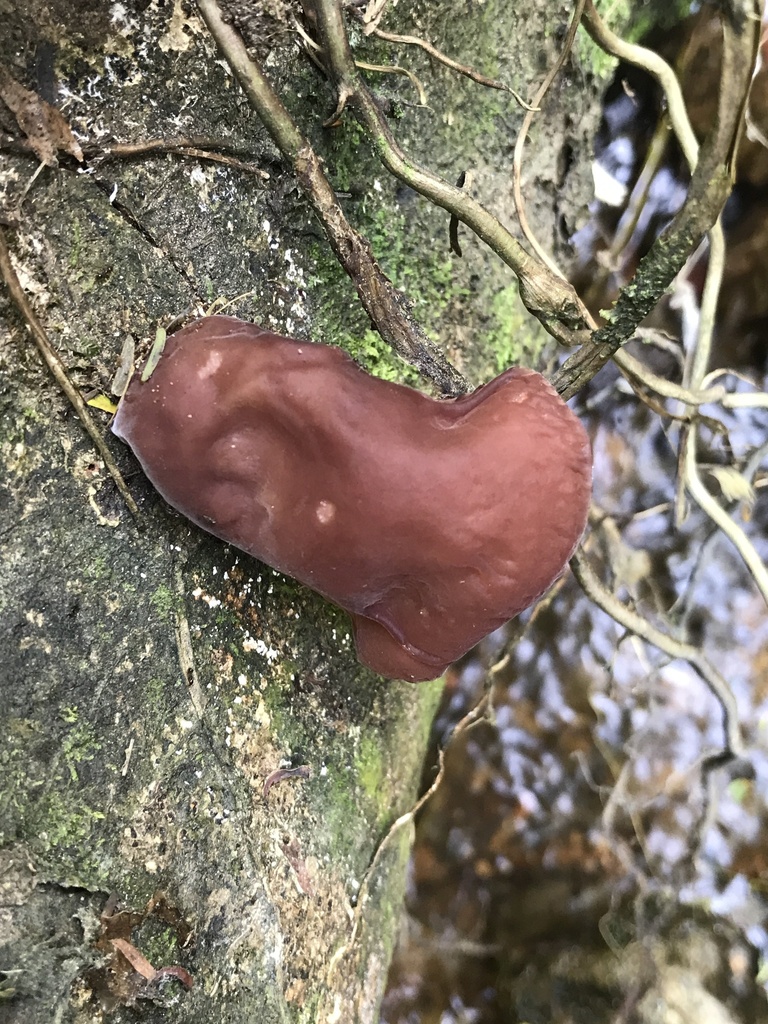 Auricularia fuscosuccinea · March 2026 · photo: © paganka (iNaturalist, cc-by-nc)