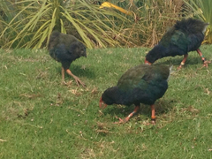 Porphyrio hochstetteri