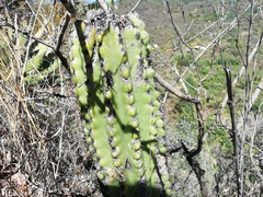 Stenocereus treleasei