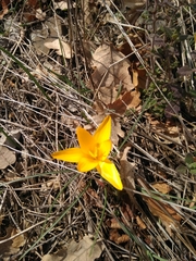 Crocus angustifolius