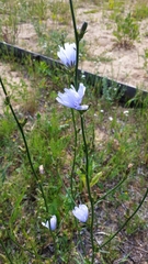 Cichorium intybus