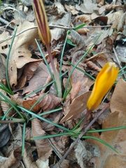 Crocus angustifolius