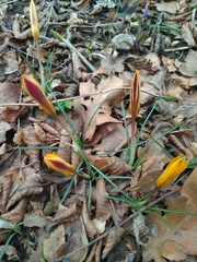 Crocus angustifolius