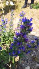 Echium vulgare