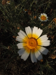 Glebionis coronaria