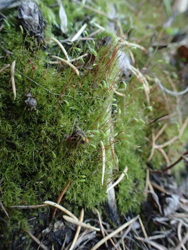 Golden Thread-moss (Leptobryum pyriforme)