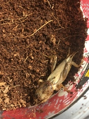 Neoscapteriscus vicinus