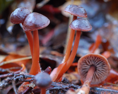 Gymnopus fuscopurpureus