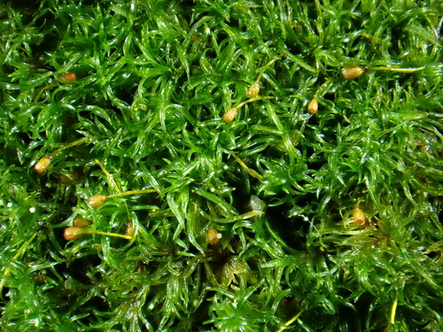 Rhabdoweisia fugax observed 2026-03-18