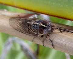 Kikihia southwestlandica