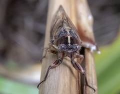 Kikihia southwestlandica