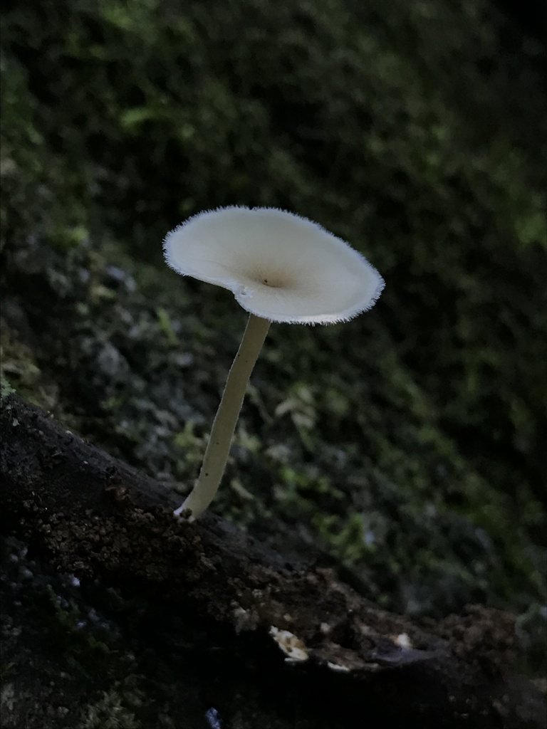 Lentinus flexipes · March 2026 · photo: © paganka (iNaturalist, cc-by-nc)