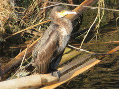 Phalacrocorax carbo hanedae
