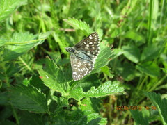 Muschampia tessellum