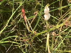 Tulbaghieae