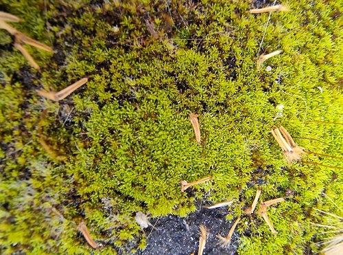 Revolute Beard-moss (Pseudocrossidium revolutum)