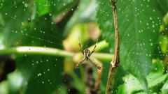 Argiope perforata