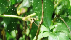 Argiope perforata
