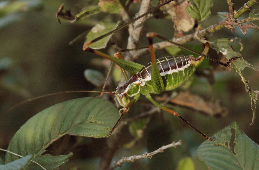chestnut short-winged katydid