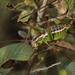 Chestnut Short-winged Katydid - Photo (c) Juan Cruzado Cortés, some rights reserved (CC BY-SA), uploaded by Juan Cruzado Cortés