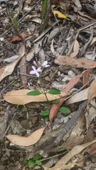 Pseuderanthemum variabile