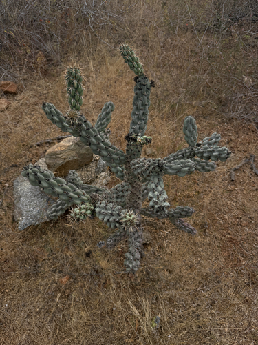 Chain-link Cholla (Cylindropuntia cholla)